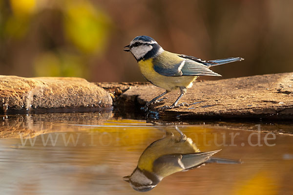 Blaumeise (Parus caeruleus)