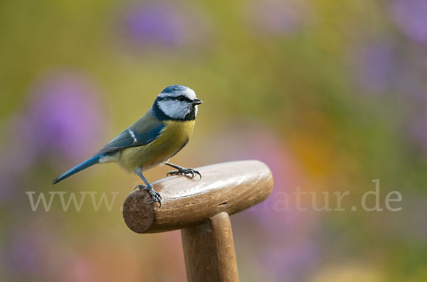 Blaumeise (Parus caeruleus)