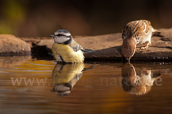 Blaumeise (Parus caeruleus)