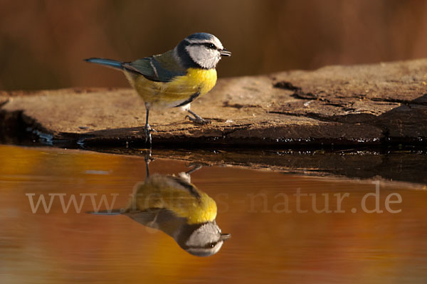 Blaumeise (Parus caeruleus)