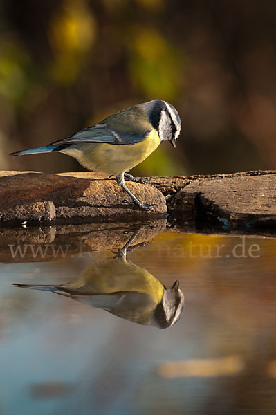 Blaumeise (Parus caeruleus)