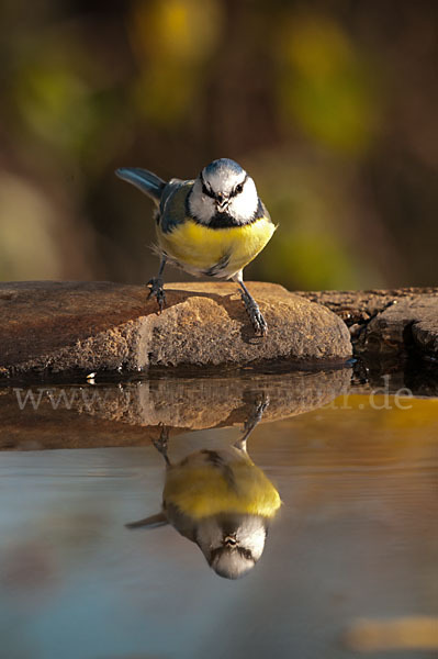 Blaumeise (Parus caeruleus)