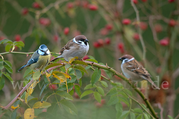 Blaumeise (Parus caeruleus)