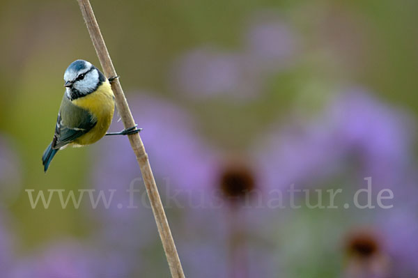 Blaumeise (Parus caeruleus)