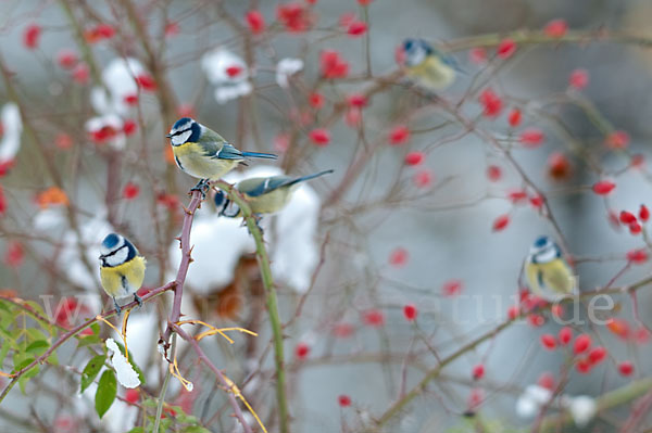 Blaumeise (Parus caeruleus)