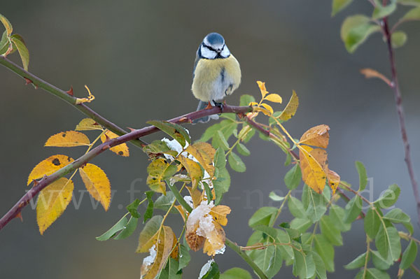 Blaumeise (Parus caeruleus)