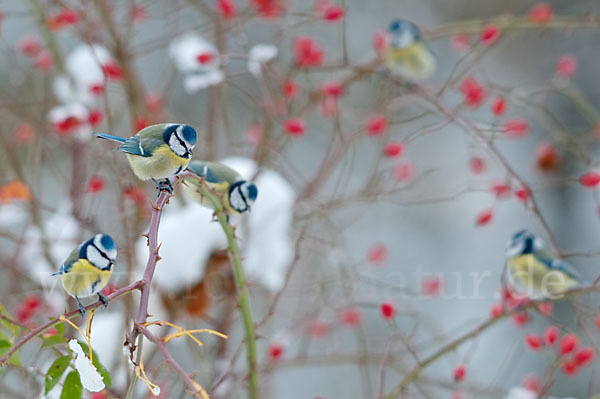 Blaumeise (Parus caeruleus)