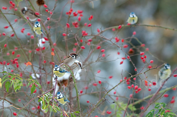 Blaumeise (Parus caeruleus)