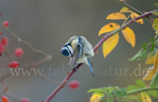 Blaumeise (Parus caeruleus)