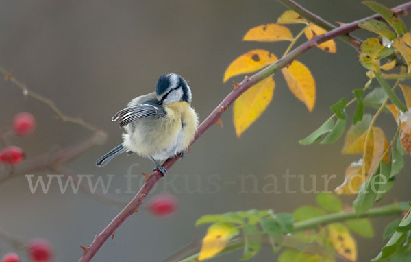 Blaumeise (Parus caeruleus)