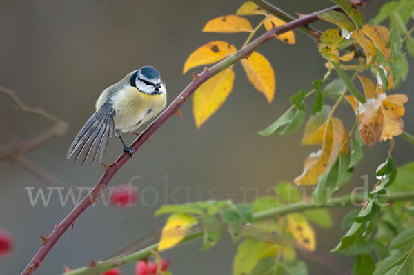 Blaumeise (Parus caeruleus)