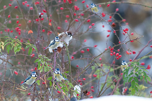 Blaumeise (Parus caeruleus)