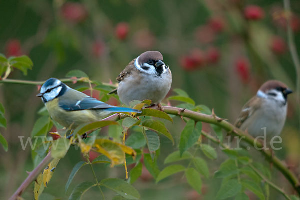 Blaumeise (Parus caeruleus)