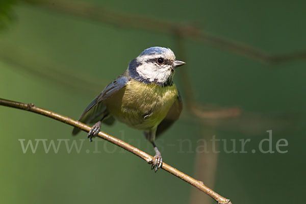 Blaumeise (Parus caeruleus)