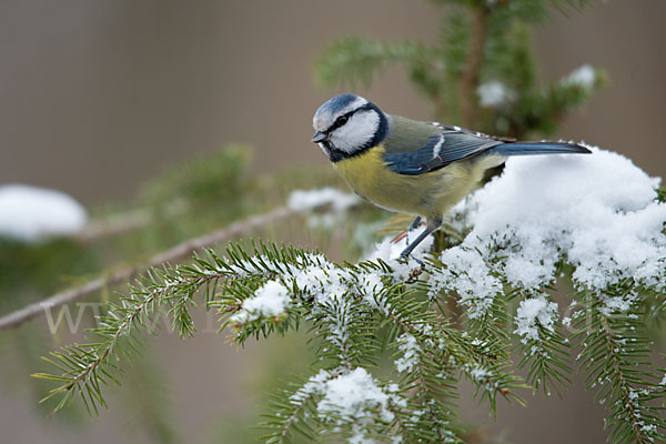 Blaumeise (Parus caeruleus)