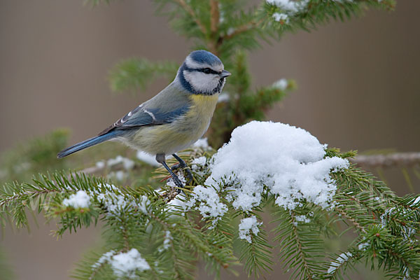 Blaumeise (Parus caeruleus)