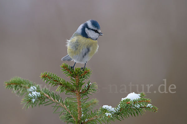 Blaumeise (Parus caeruleus)