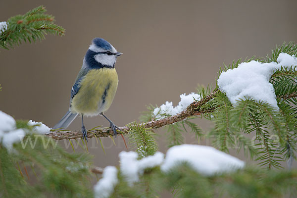 Blaumeise (Parus caeruleus)