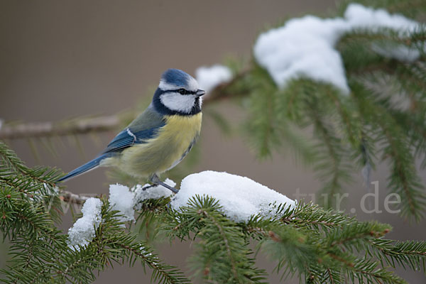 Blaumeise (Parus caeruleus)