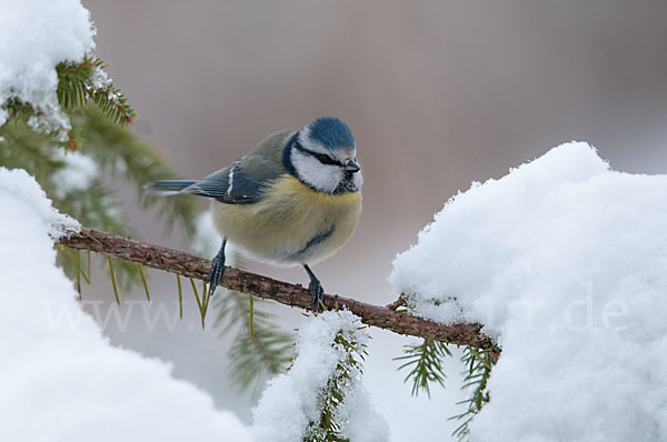 Blaumeise (Parus caeruleus)