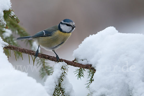 Blaumeise (Parus caeruleus)