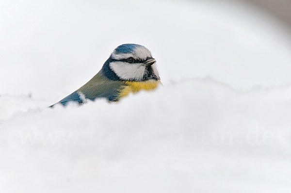 Blaumeise (Parus caeruleus)