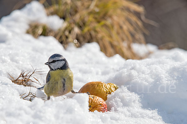 Blaumeise (Parus caeruleus)