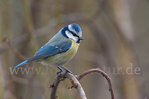 Blaumeise (Parus caeruleus)