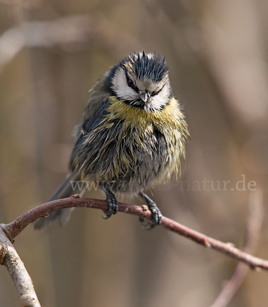 Blaumeise (Parus caeruleus)