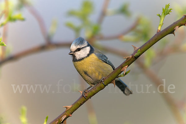 Blaumeise (Parus caeruleus)