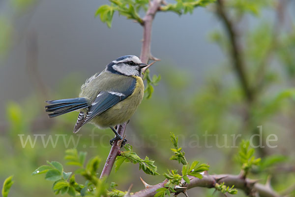 Blaumeise (Parus caeruleus)