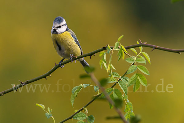 Blaumeise (Parus caeruleus)