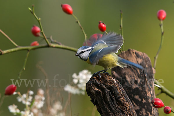 Blaumeise (Parus caeruleus)