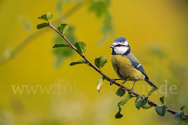 Blaumeise (Parus caeruleus)