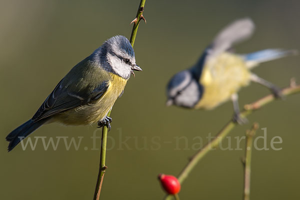 Blaumeise (Parus caeruleus)