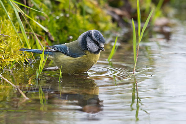 Blaumeise (Parus caeruleus)