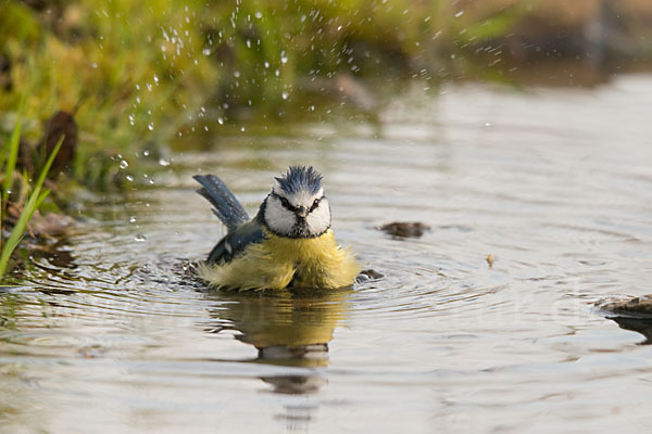 Blaumeise (Parus caeruleus)