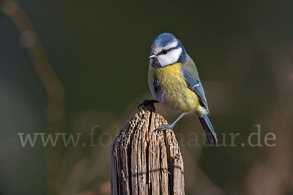 Blaumeise (Parus caeruleus)