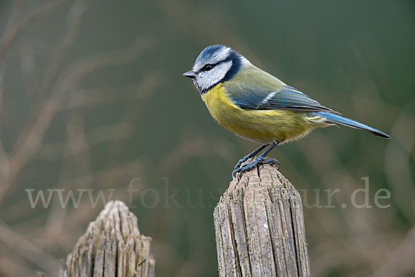 Blaumeise (Parus caeruleus)