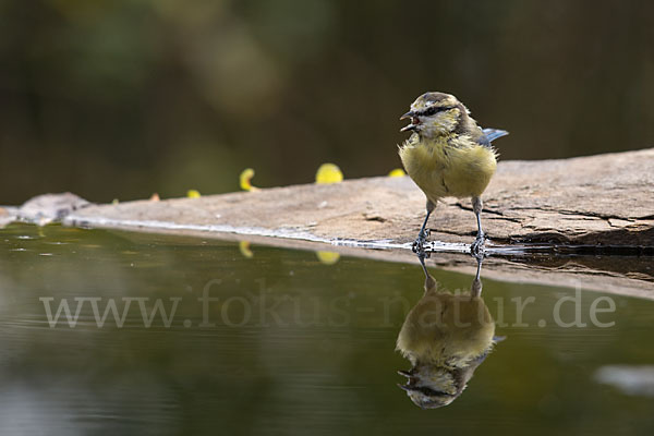 Blaumeise (Parus caeruleus)