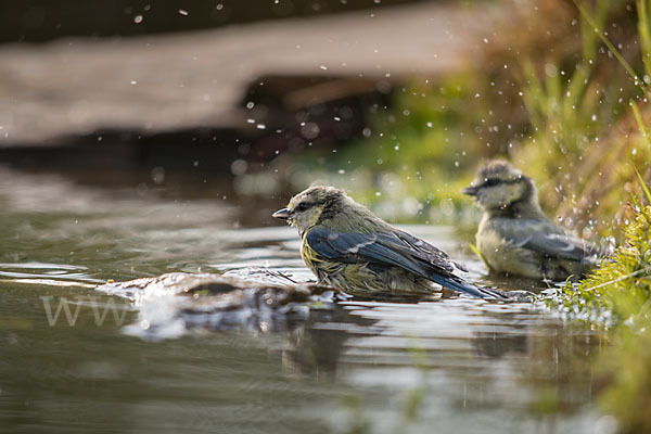 Blaumeise (Parus caeruleus)