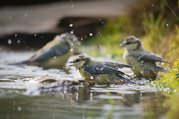 Blaumeise (Parus caeruleus)