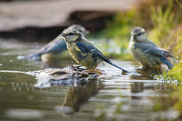 Blaumeise (Parus caeruleus)