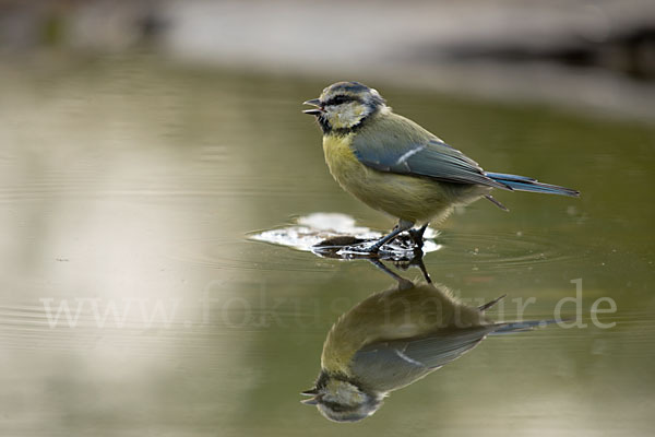 Blaumeise (Parus caeruleus)