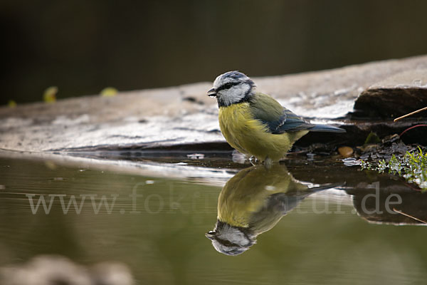 Blaumeise (Parus caeruleus)