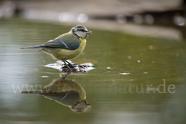 Blaumeise (Parus caeruleus)