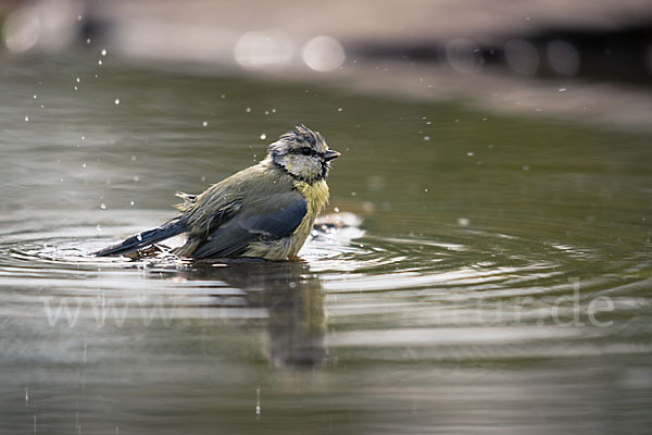 Blaumeise (Parus caeruleus)