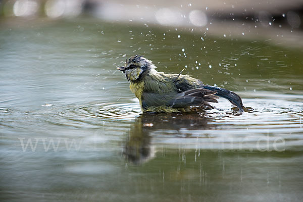 Blaumeise (Parus caeruleus)