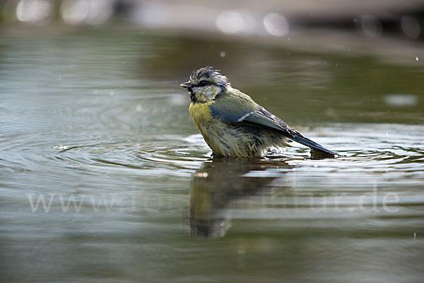 Blaumeise (Parus caeruleus)