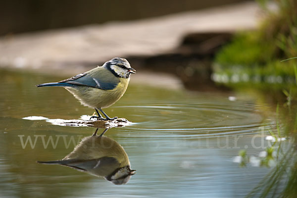 Blaumeise (Parus caeruleus)